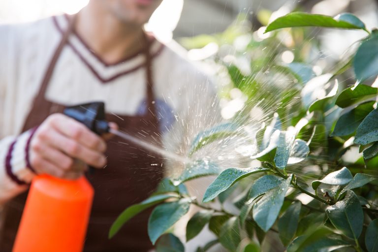 Closeup of man gardener in brown apron spraying plants using water pulverizer in garden center